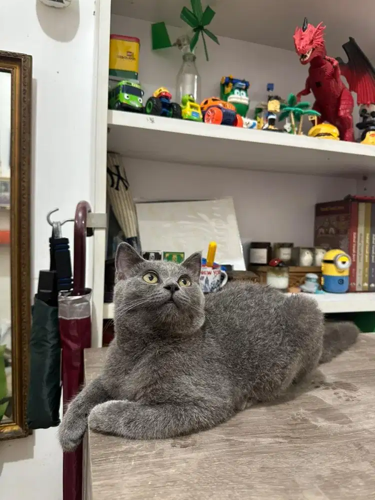 BSH kitten female 4mo
