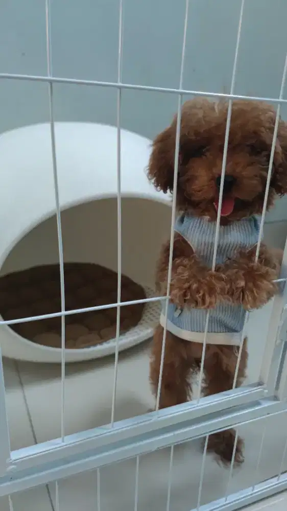 Anjing poodle tiny