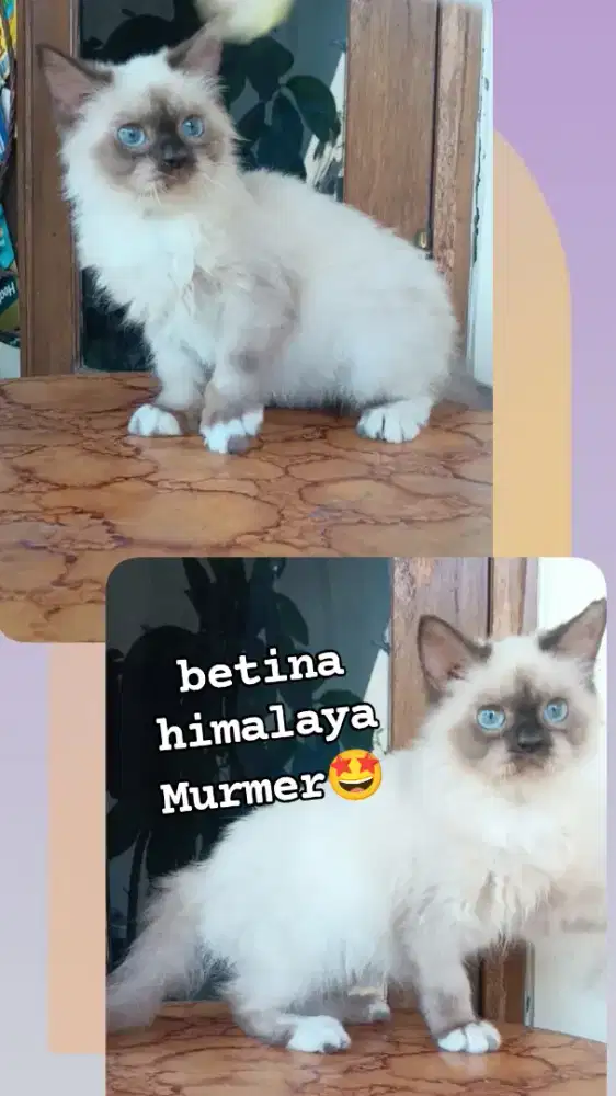 kucing Persia Himalaya