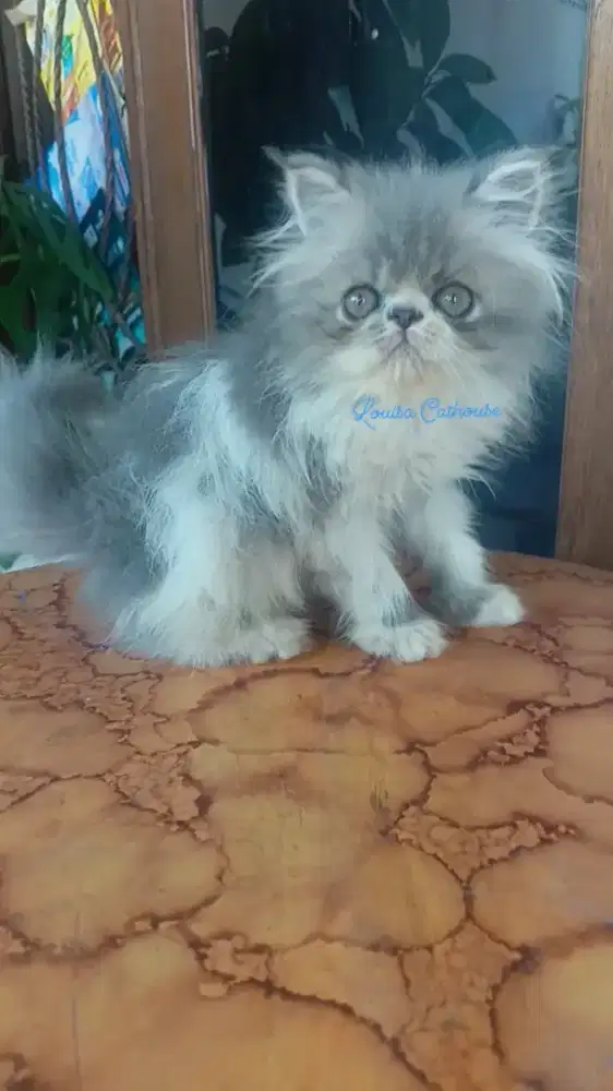 kucing Persia peaknose