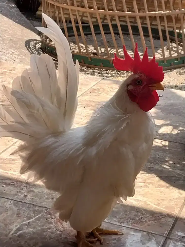 Ayam Kate JANTAN Putih Polos, Usia Muda