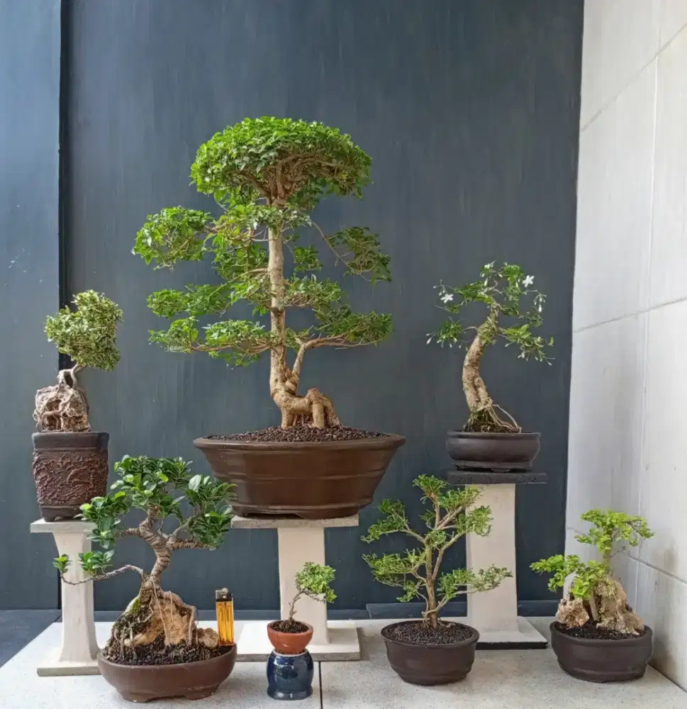 Bonsai hias murah siap pajang