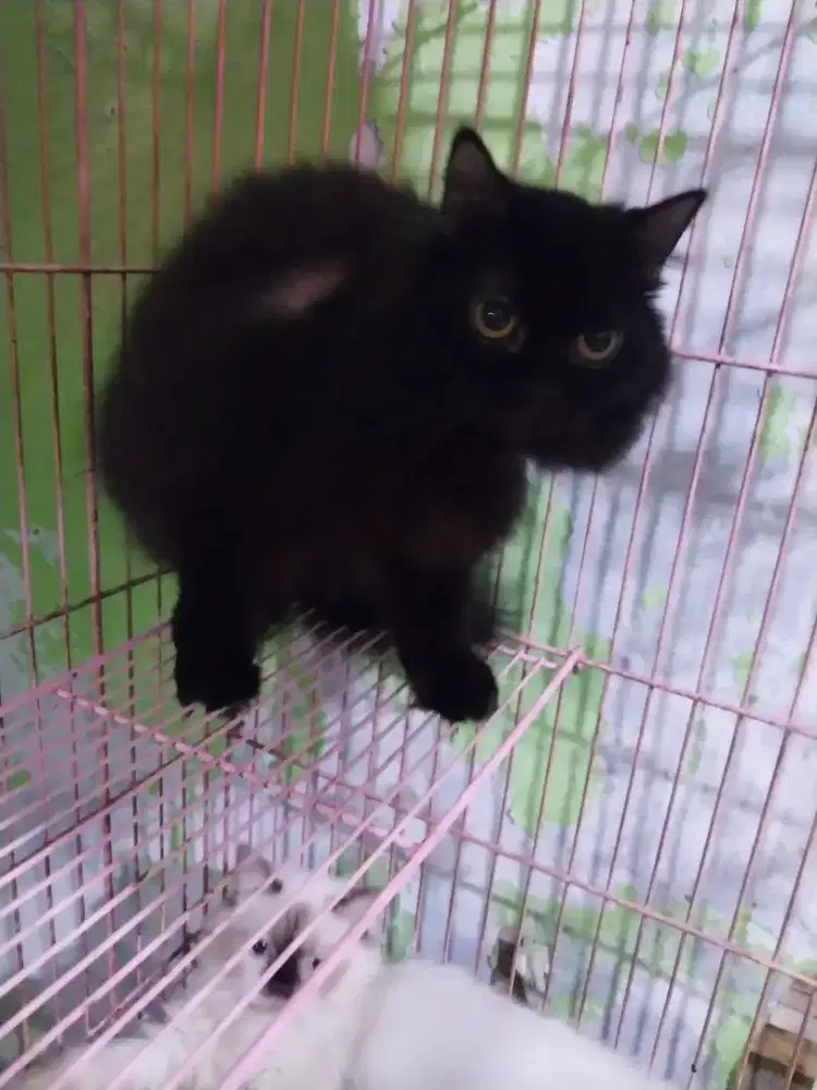 Kucing Persia Indukan Betina Hitam Polos