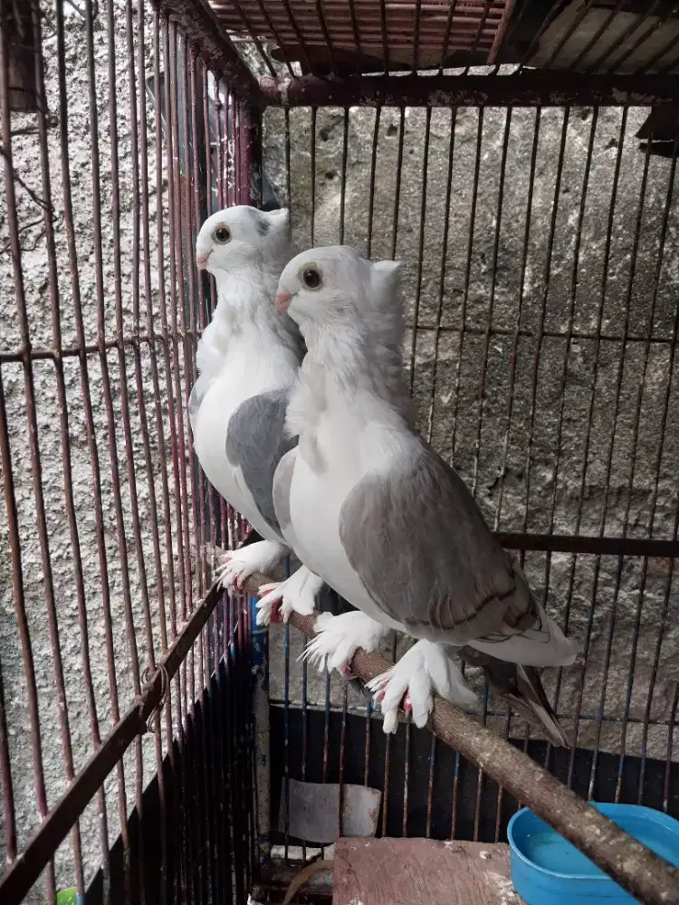 Burung Merpati Hias Sepasang