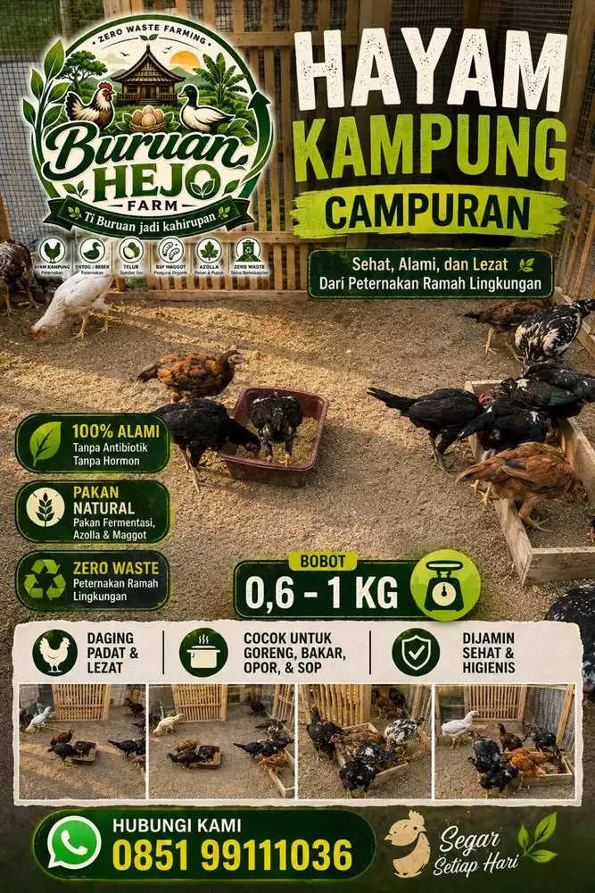 Ayam Kampung campuran