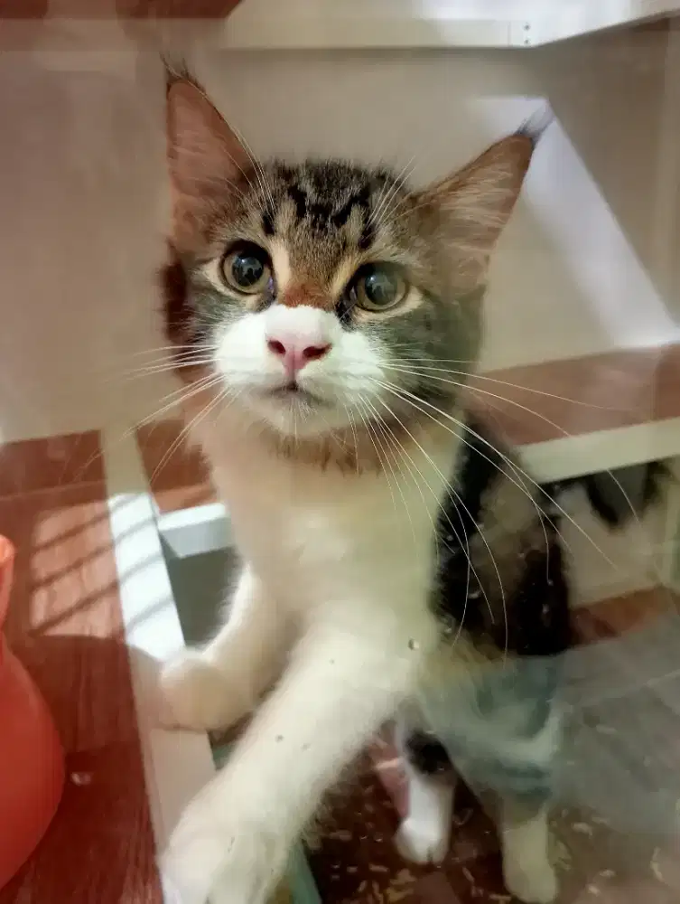 Kucing Maine coon