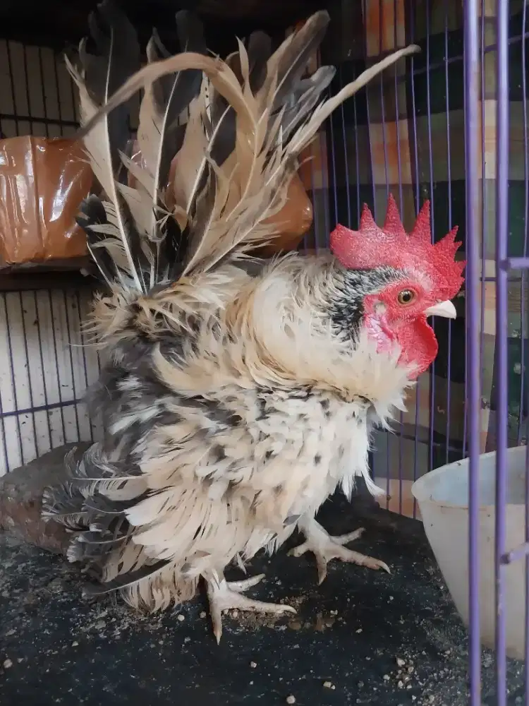 Ayam Kate Jantan Bulu Walik, Usia Muda
