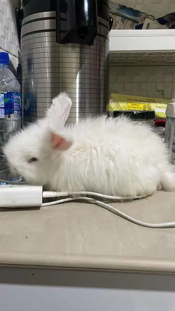 Klinci hias anglihs anggora albino ( mata merah )