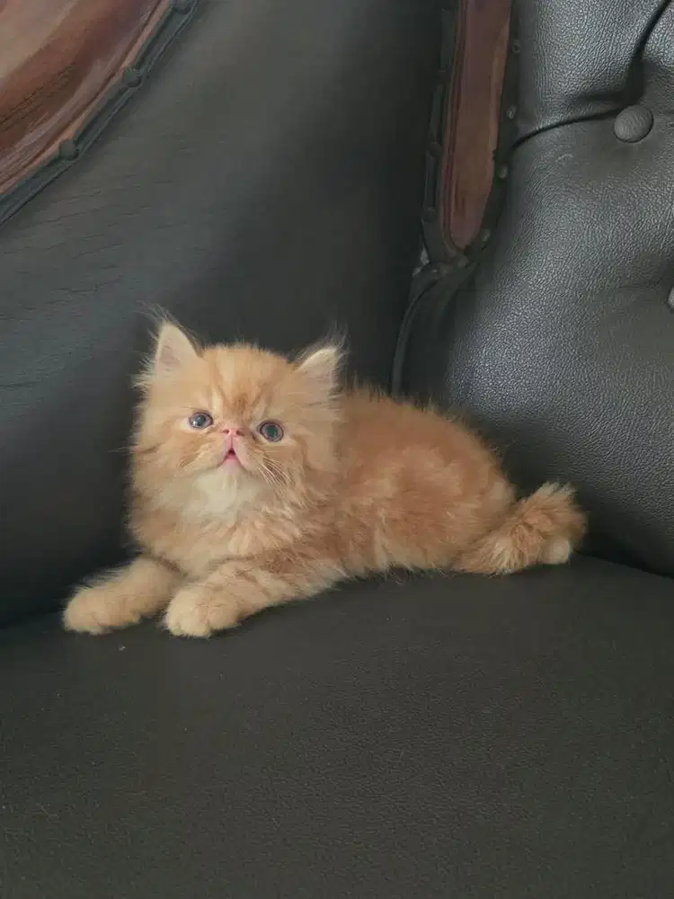 Peknose kitten jantan