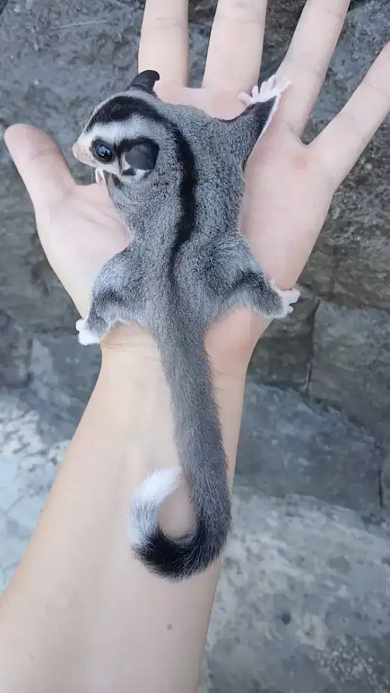 Sugar glider joey mozaic white tip calon obes