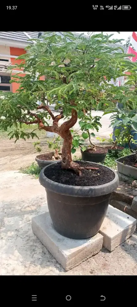 Jual pohon bonsai asem jawa  kontes