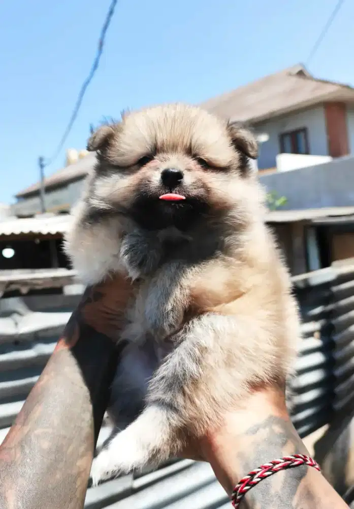 anak anjing minipom no mix jantan