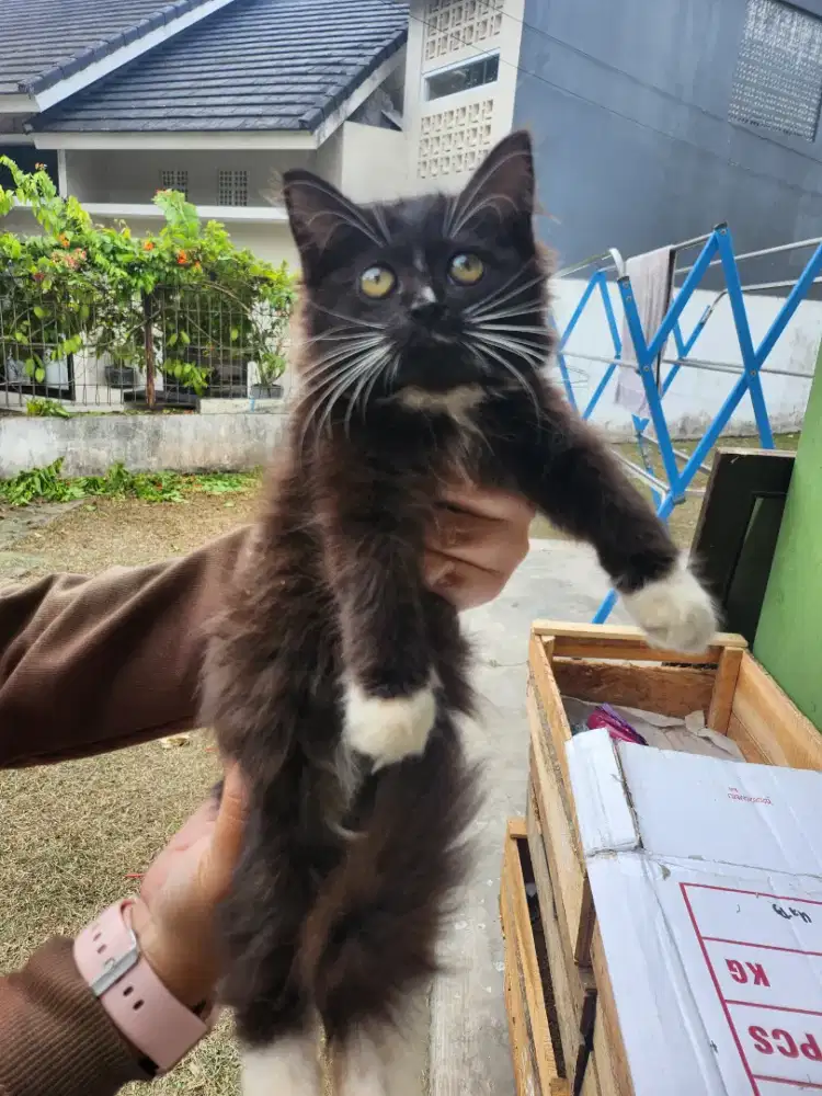 Anakan kucing lucu