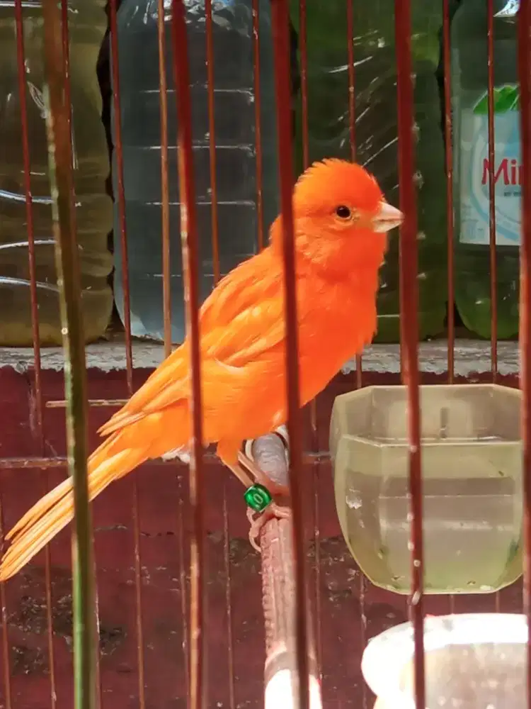 Burung kenari merlok