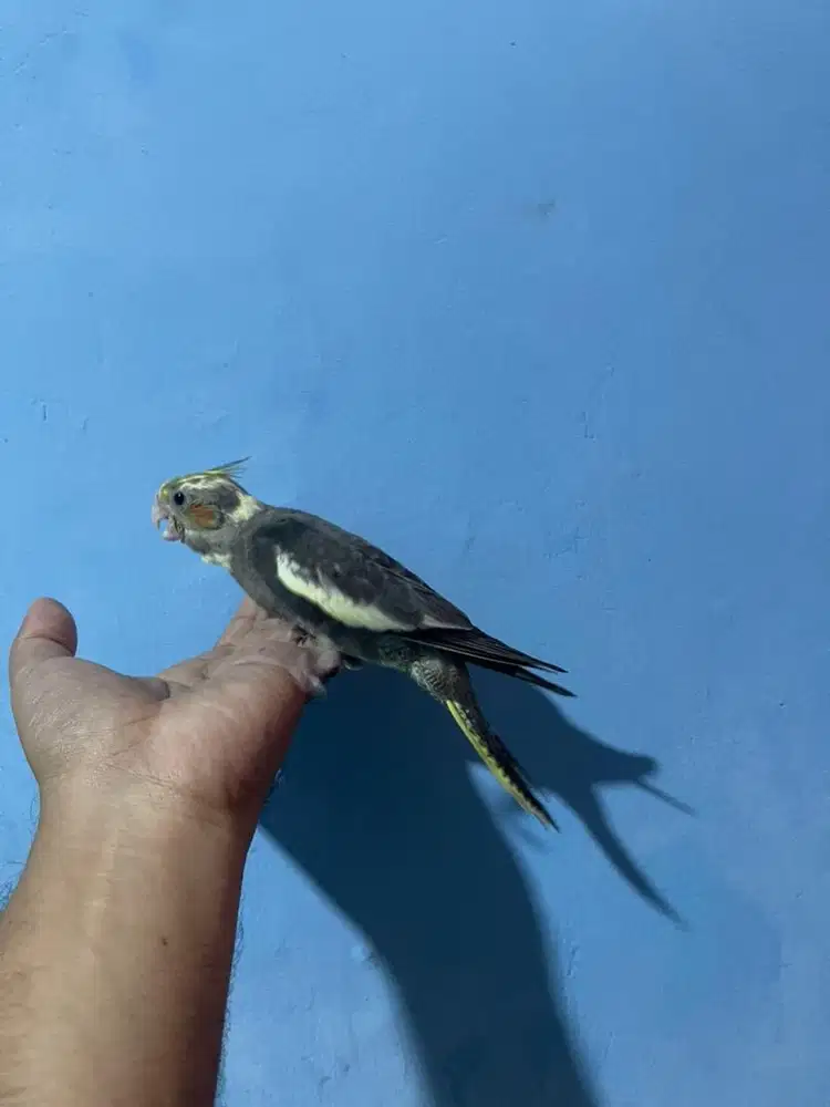Falk parkit australia cockatiel jinak total not sunconure