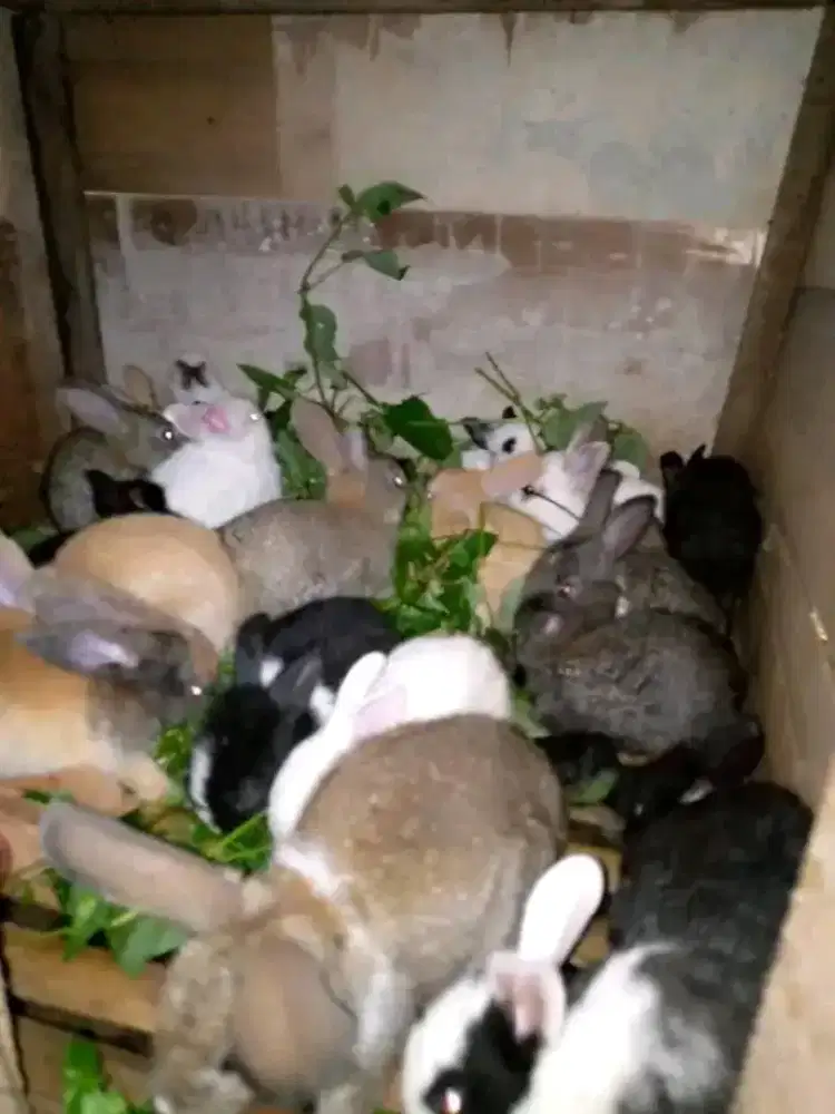 Anakan kelinci usia 2 bulan