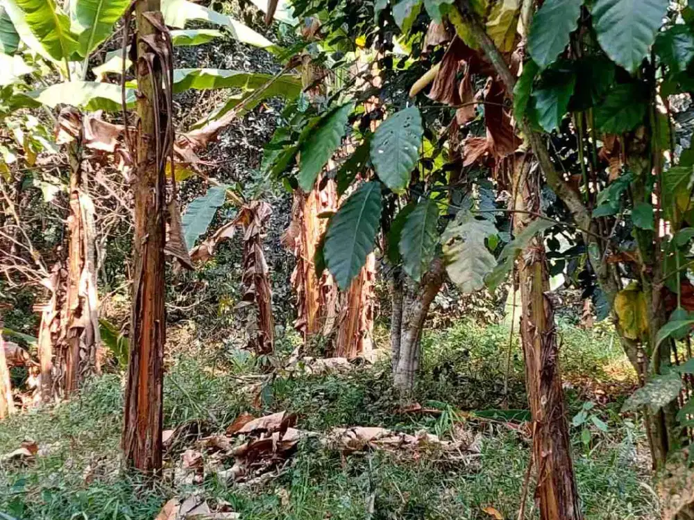 Dijual kebun di medalsari karawang