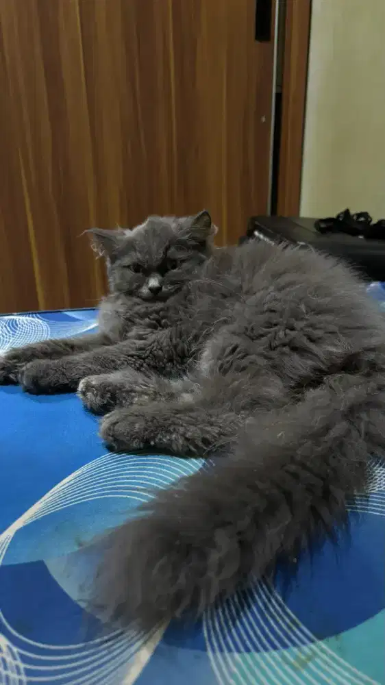 Persia Medium Betina 3bln