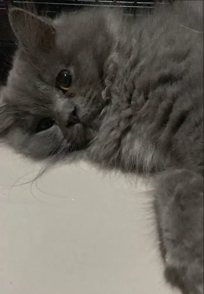 British longhair Betina 3bln