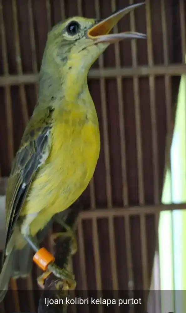Burung kolibri kelapa ijoan jantan