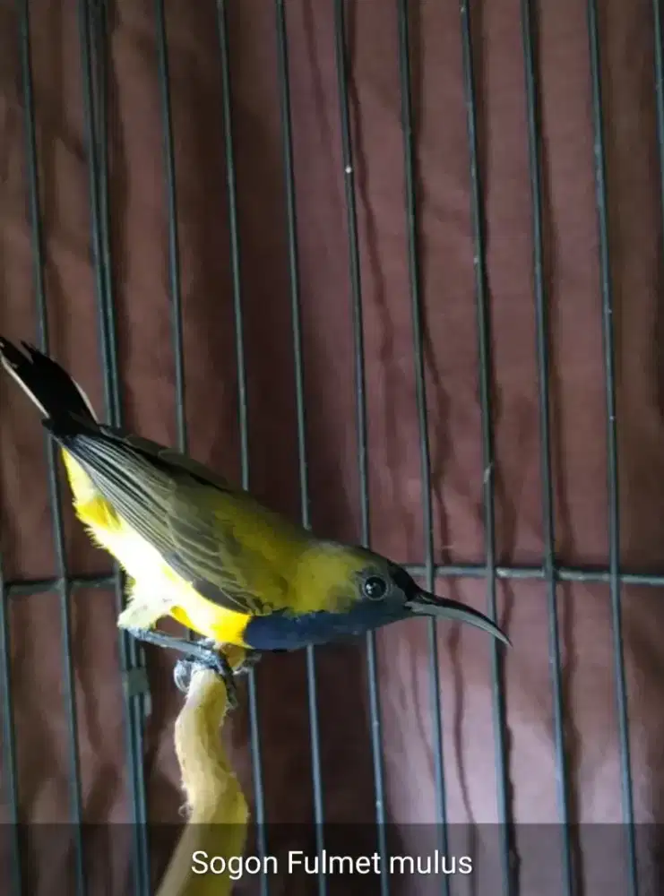 Burung kolibri so Gon