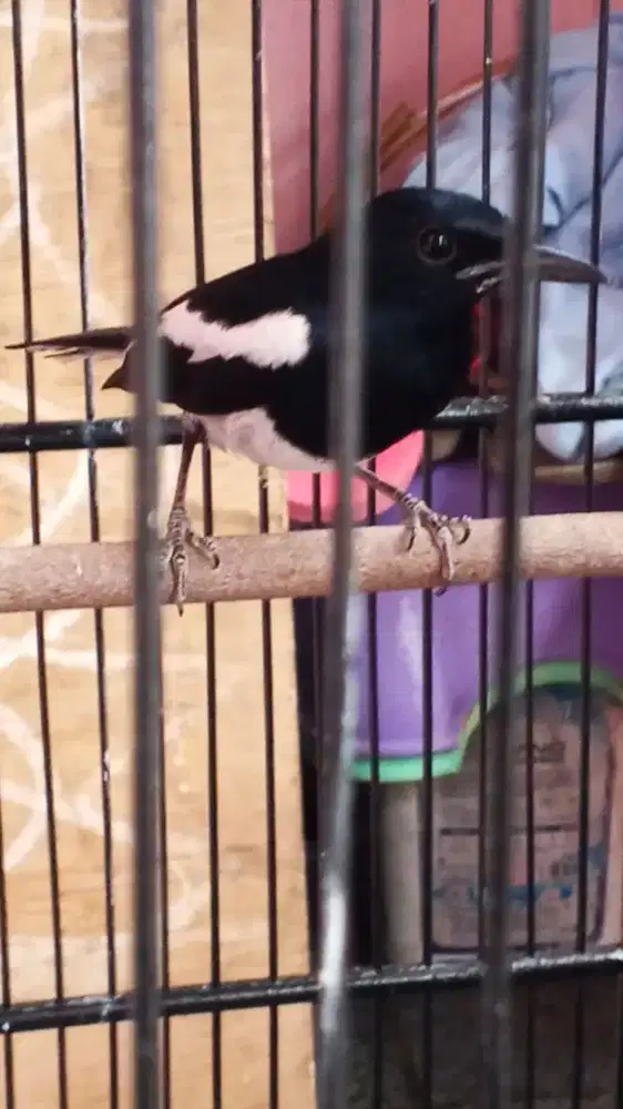 Burung Kacer udah Pur total