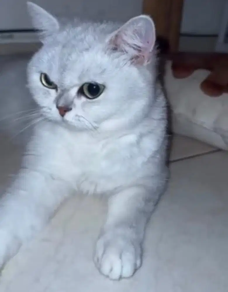 Kucing british shorthair bsh british short hair PED