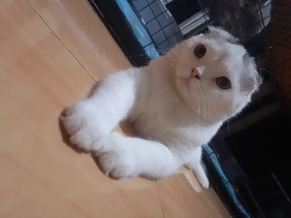 scottish fold male