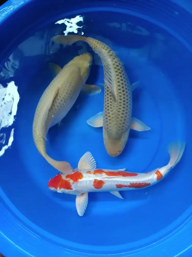 Koi Blitar Jumbo