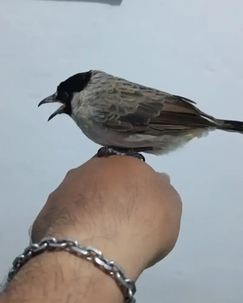 Kutilang jinak jual burung aja