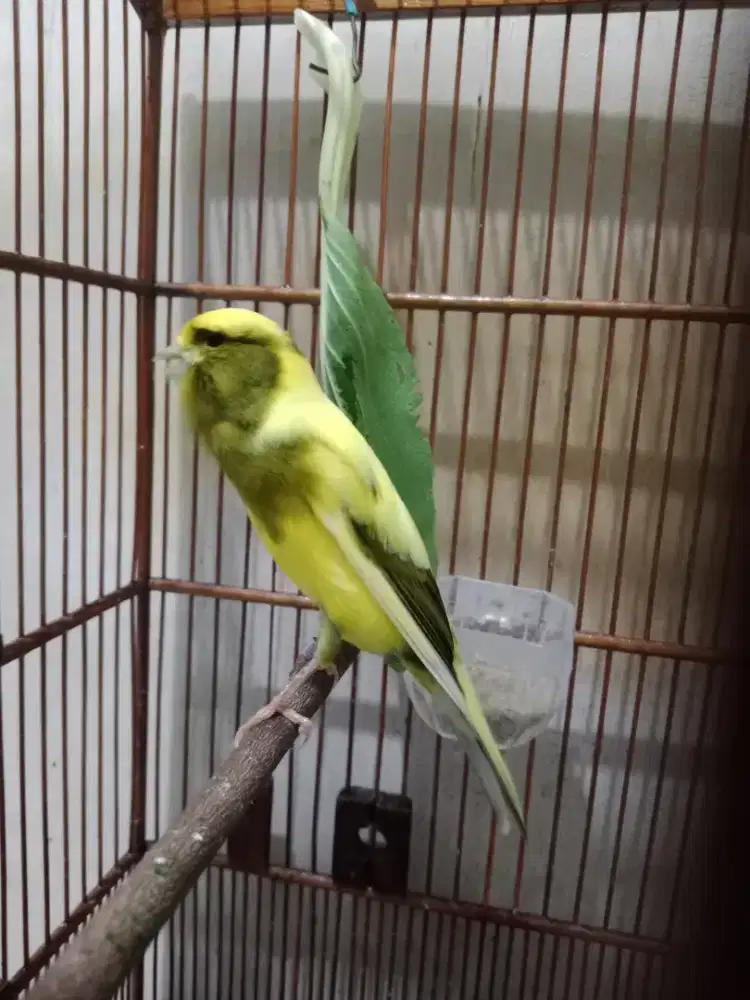 Burung kenari seri f