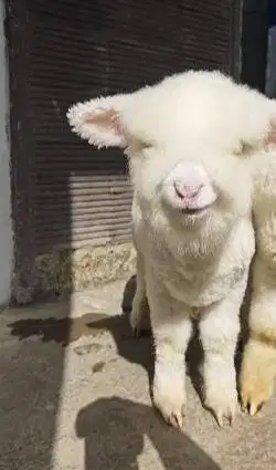 sepasang anakan domba merino kontes 4 bln full bulu lucu exotik manteb