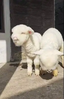 sepasang anakan domba merino kontes 4 bln full bulu lucu exotik manteb