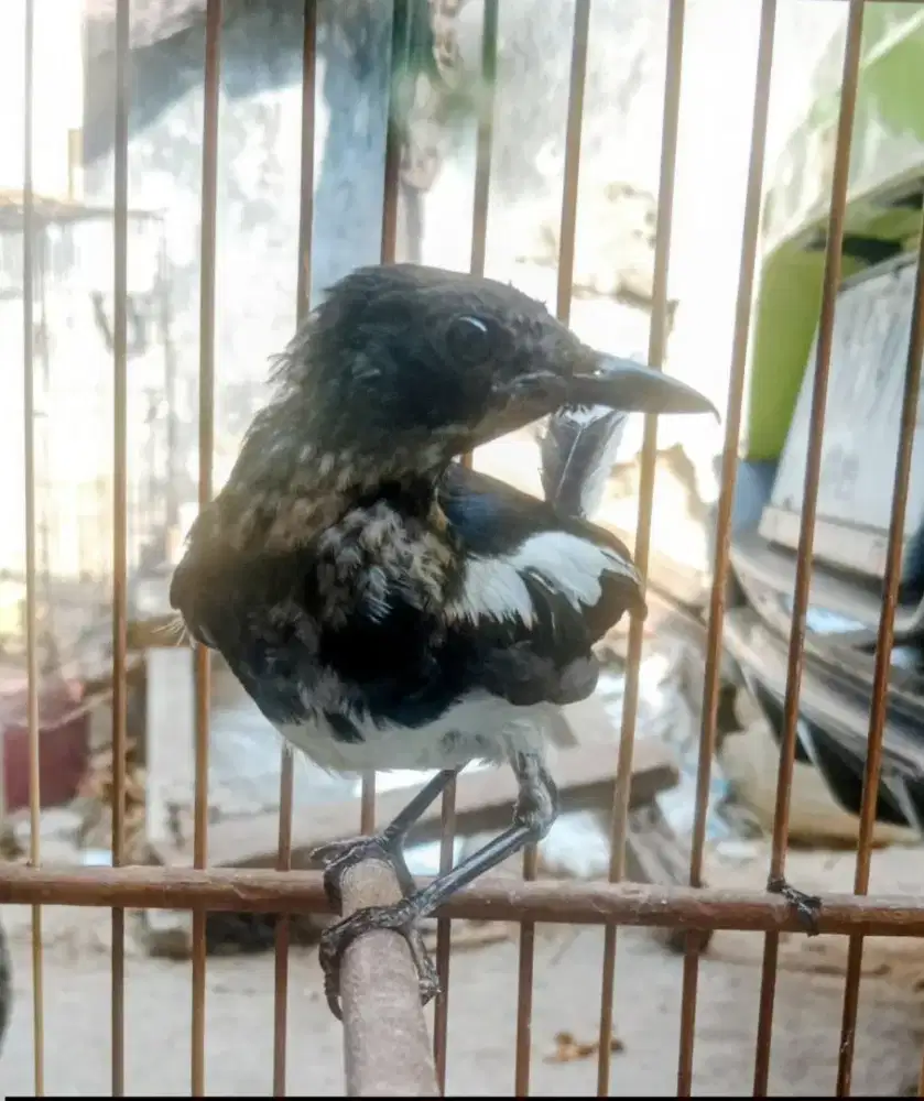 Kacer trotol kalimantan jantan