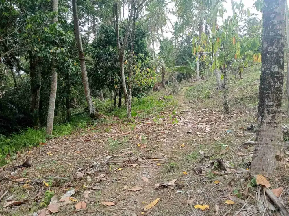 jual tanah kebun murah dekat pantai di selemadeg tabanan
