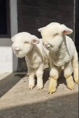 sepasang anakan domba merino kontes superan istimewa full bulu 4 bulan