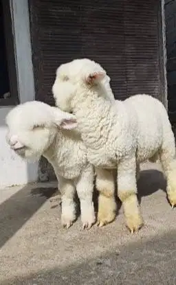 sepasang anakan domba merino kontes superan istimewa full bulu 4 bulan