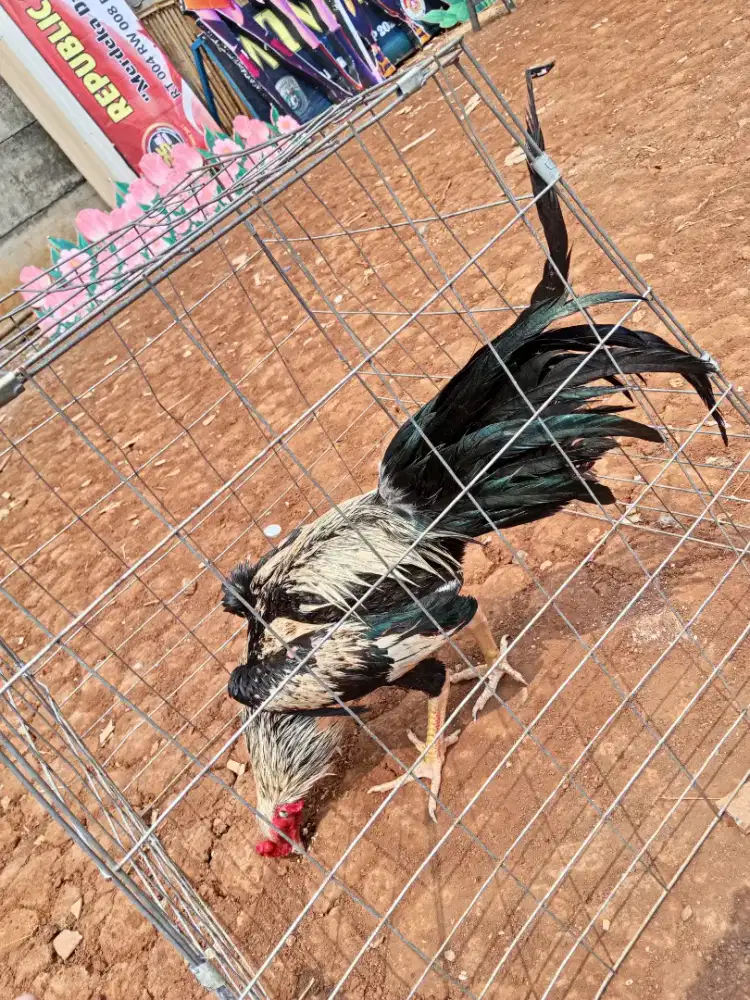Ayam jalak 7bln baru turun bok
