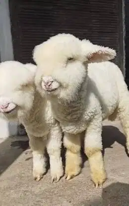sepasang anakab domba merino kontes 4 bulanan super istimewa exotik ok