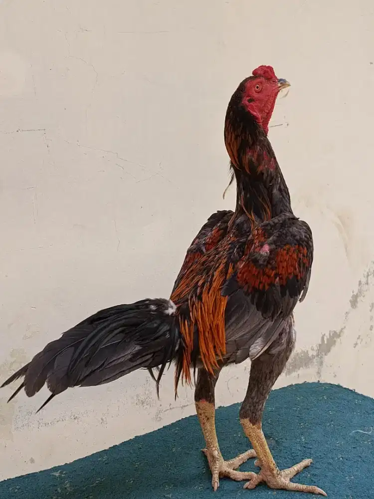 Jual ayam bangkok muda