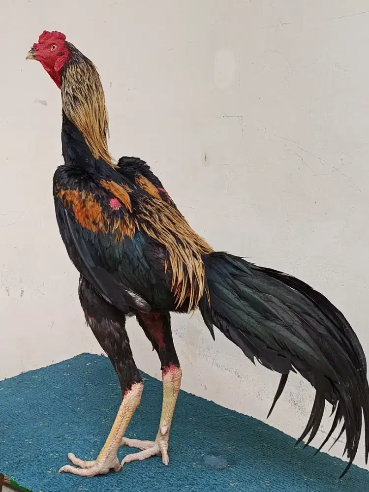Jual ayam khoytrat muda