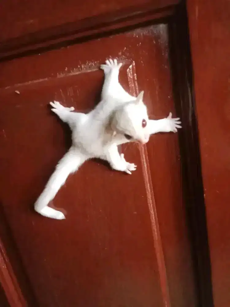 Sugar glider Cremino Mozaik