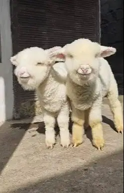 sepasang anakan domba merino kontesan super 4 bln istimewa full bulu