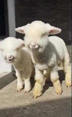 sepasang anakan domba merino kontesan super 4 bln istimewa full bulu