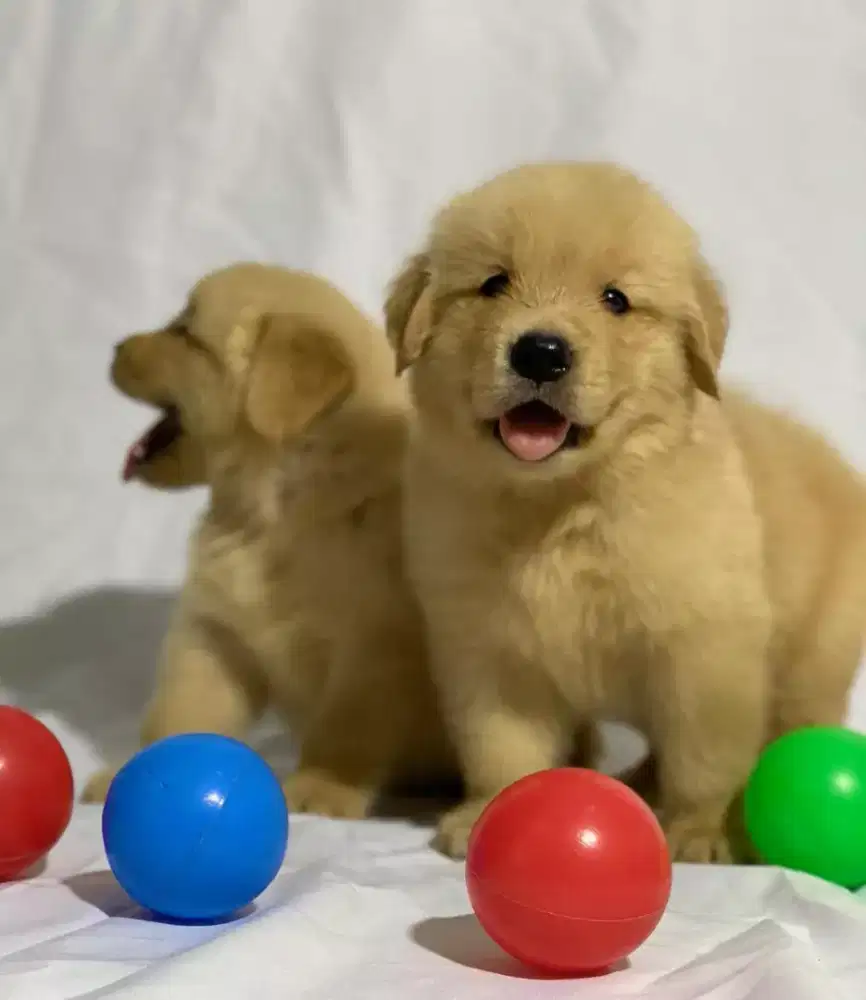 GOLDEN RETRIEVER