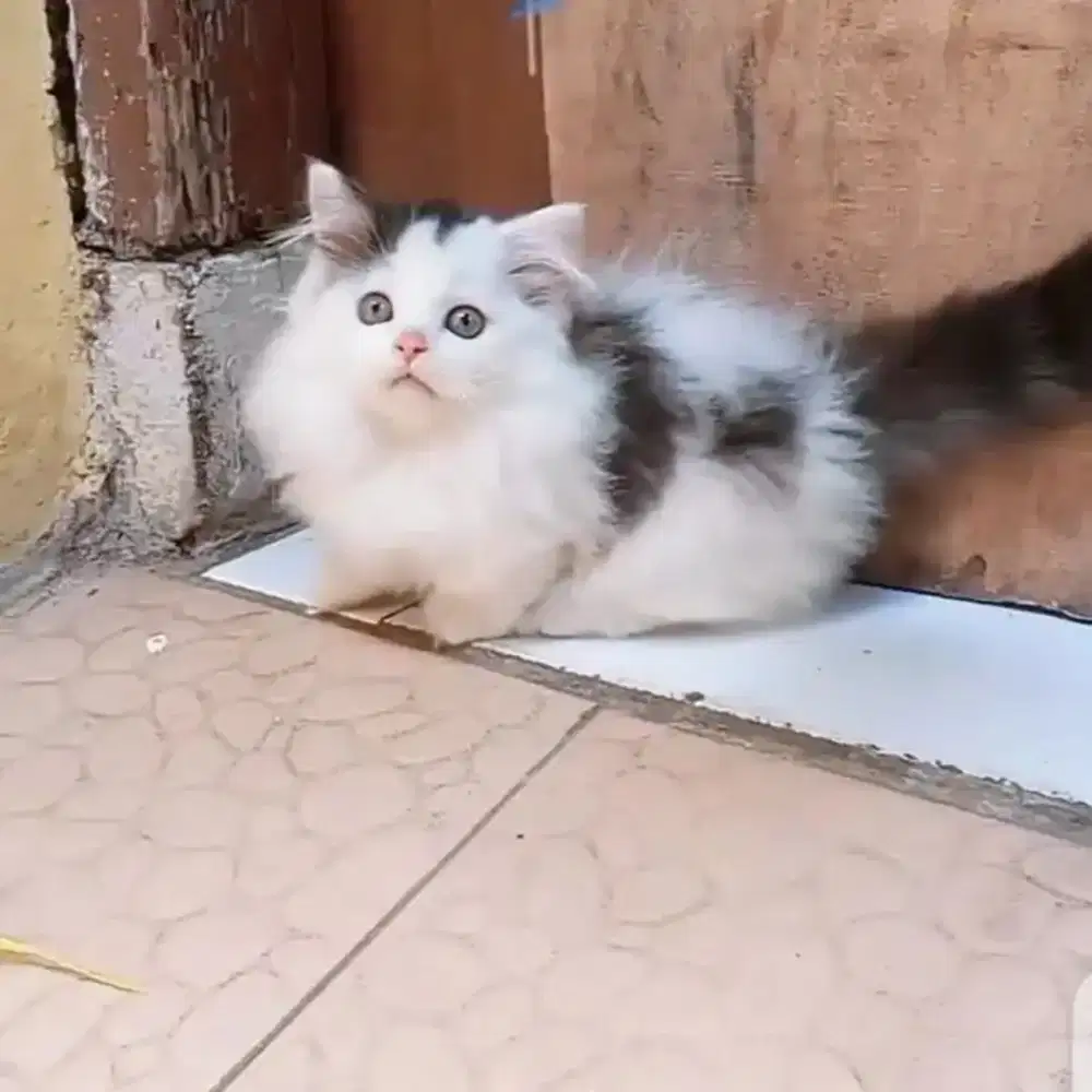 Kucing Munchkin Jantan