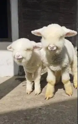 sepasang anakan domba merino kontes 4 bln super istimewa full bulu top