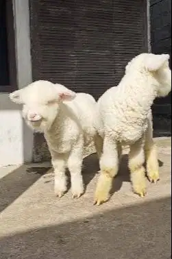 sepasang anakan domba merino kontes 4 bln super istimewa full bulu top