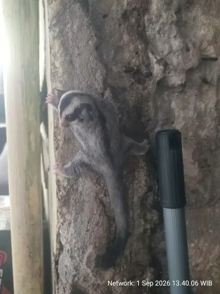 Joey Grey Het Creamino (f) Sugar Glider