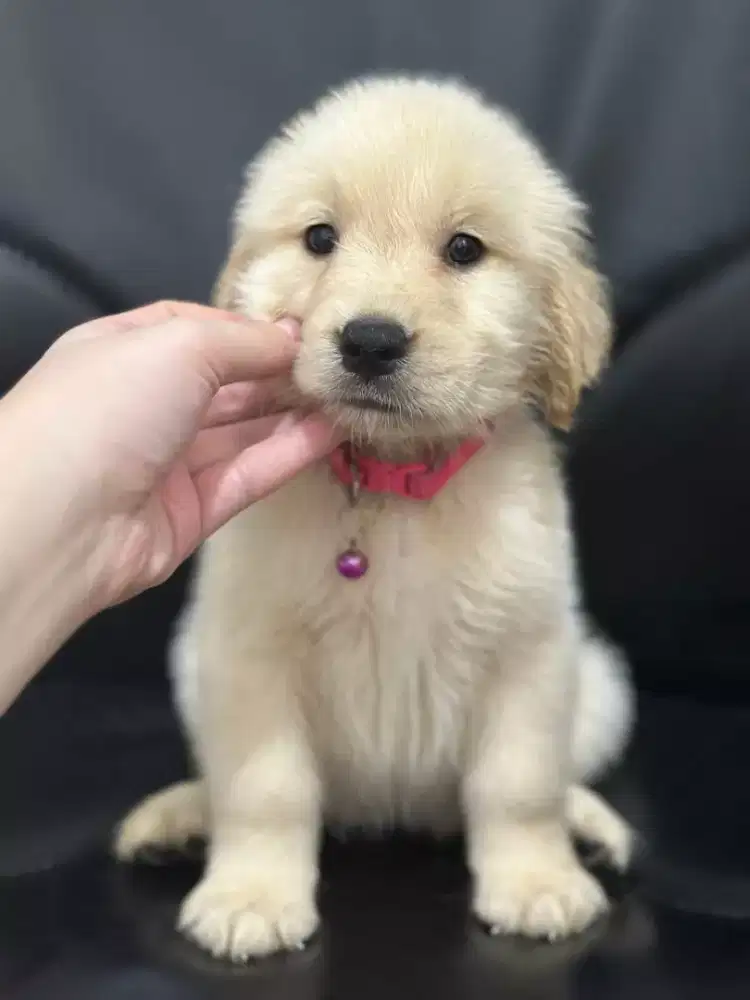 GOLDEN RETRIEVER